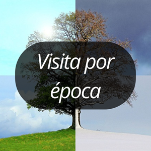 visita por epoca del año